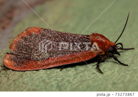 Red Tiger Moth 73273867