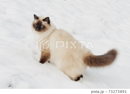 A seal point Birman cat, 4 year old cat, male with blue eyes is walking in garden in winter time in the snow A seal point Birman cat, 4 year old cat, male with blue eyes is walking in garden in winter time in the snow 73273891