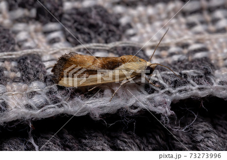 Bicolored Bird-dropping Moth Bicolored Bird-dropping Moth 73273996