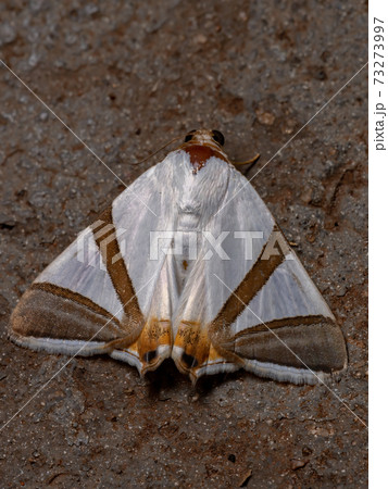 Adult Underwing moth Adult Underwing moth 73273997