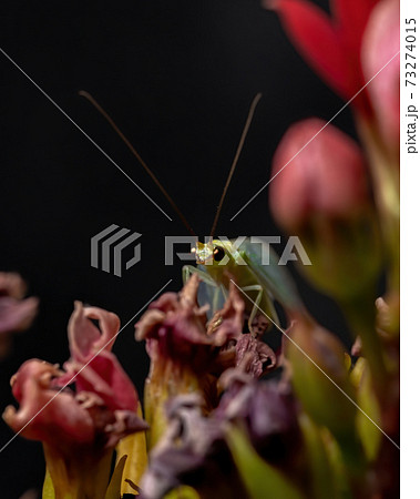 Typical Green Lacewing in a flowering plant Typical Green Lacewing in a flowering plant 73274015