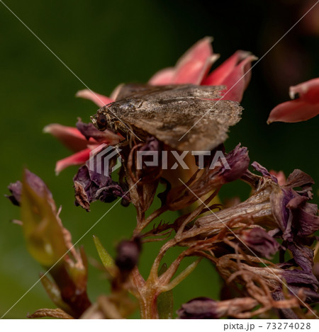 Adult Underwing moth in a plant Adult Underwing moth in a plant 73274028