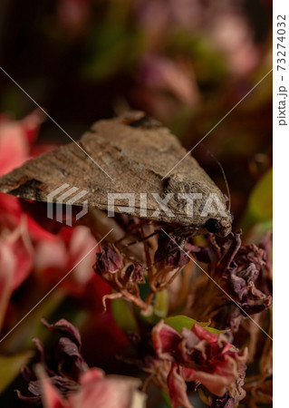Graphic Owlet Moth in a flowering plant 73274032