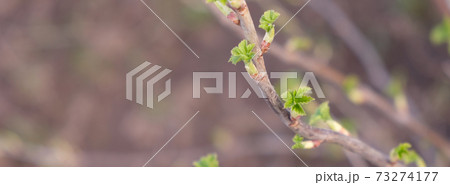Currant branch with green shoots in early spring Currant branch with green shoots in early spring 73274177