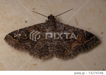 Underwing moth Underwing moth 73274746