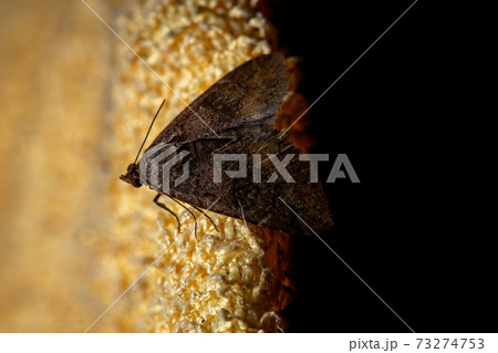 Brazilian brown moth 73274753