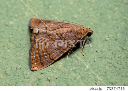 Brazilian Underwing moth Brazilian Underwing moth 73274756