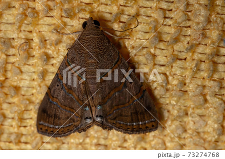 Brazilian Underwing moth Brazilian Underwing moth 73274768