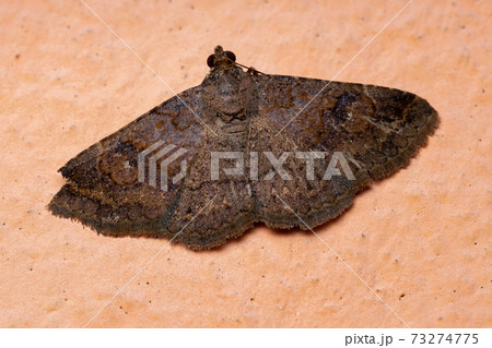Underwing moth Underwing moth 73274775