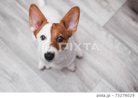Puppy jack russell terrier looking up. Dog sitting on wooden floor Puppy jack russell terrier looking up. Dog sitting on wooden floor 73276029