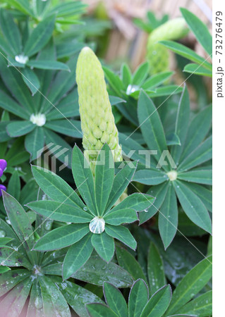 登り藤・ルピナスの葉と花の蕾と雨雫 登り藤・ルピナスの葉と花の蕾と雨雫 73276479