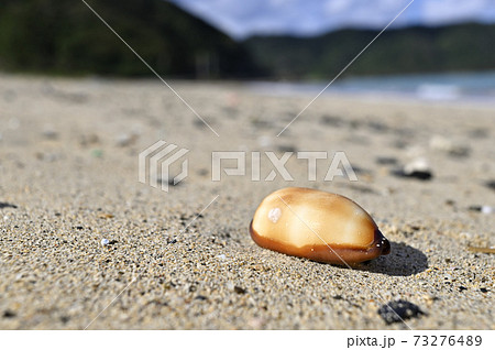 奄美大島の砂浜に漂着するタカラガイの貝殻 タルダカラ 奄美大島の砂浜に漂着するタカラガイの貝殻 タルダカラ 73276489