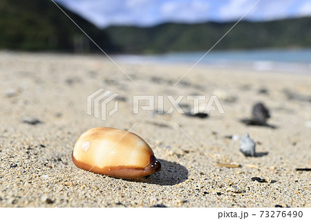 奄美大島の砂浜に漂着するタカラガイの貝殻 タルダカラの写真素材