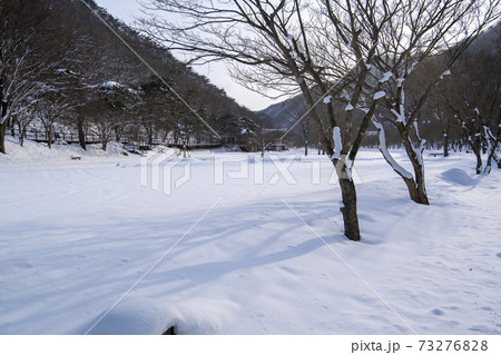 木 冬 季節 73276828