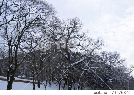 木 冬 季節 73276870