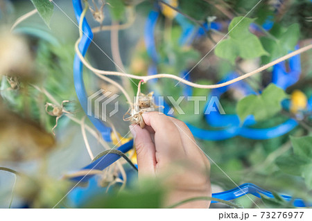 朝顔の種の収穫 73276977