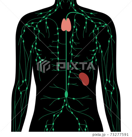 Lymphatic system concept Lymphatic system concept 73277591