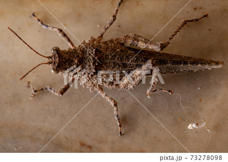Brazilian Short-horned Grasshopper Brazilian Short-horned Grasshopper 73278098