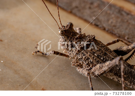Brazilian Short-horned Grasshopper Brazilian Short-horned Grasshopper 73278100