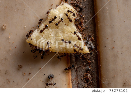 Big headed Ants 73278102