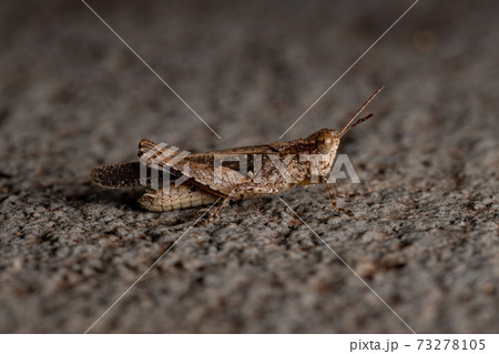 Stridulating Slant-faced Grasshopper 73278105