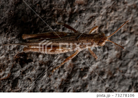 Stridulating Slant-faced Grasshopper 73278106