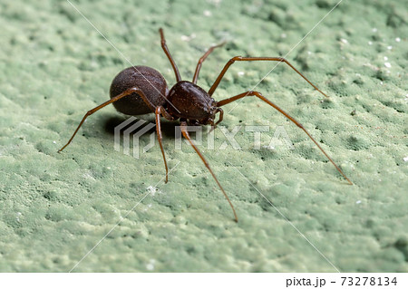 Brazilian Spitting Spider 73278134