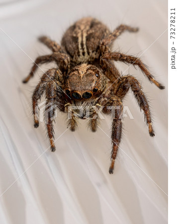Pantropical Jumping Spider Pantropical Jumping Spider 73278211