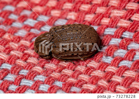 Brazilian Hide Beetle 73278228