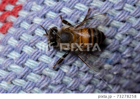 Western Honey Bee Western Honey Bee 73278258