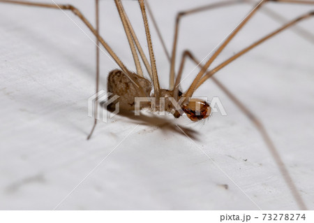 Adult Cellar Spider Adult Cellar Spider 73278274