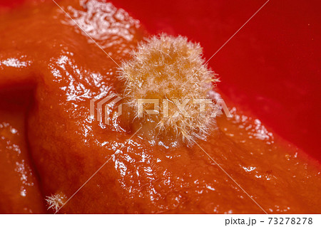 Moldy tomato sauce 73278278