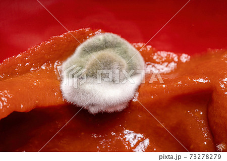Moldy tomato sauce 73278279