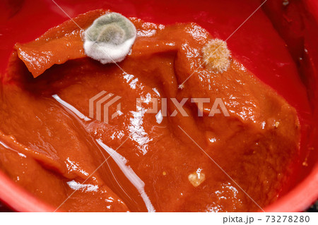 Moldy tomato sauce 73278280
