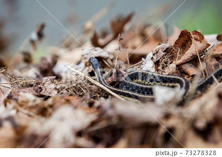 Garter snake outdoor inside tree leaves Garter snake outdoor inside tree leaves 73278328