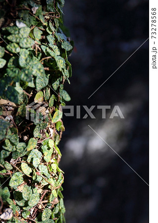 オオイタビカズラ オオイタビカズラ 73278568