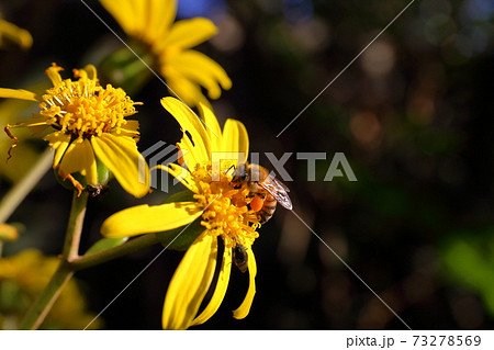 花とミツバチ 花とミツバチ 73278569