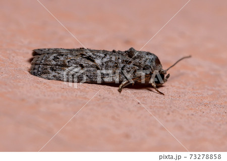 Brazilian Tufted Moth Brazilian Tufted Moth 73278858