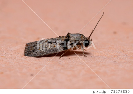 Brazilian Tufted Moth Brazilian Tufted Moth 73278859