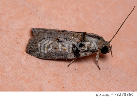 Brazilian Tufted Moth Brazilian Tufted Moth 73278860