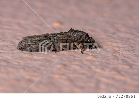 Brazilian Tufted Moth Brazilian Tufted Moth 73278861