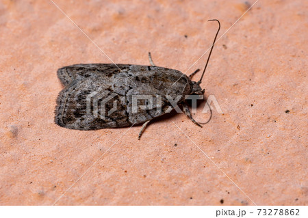 Brazilian Tufted Moth 73278862