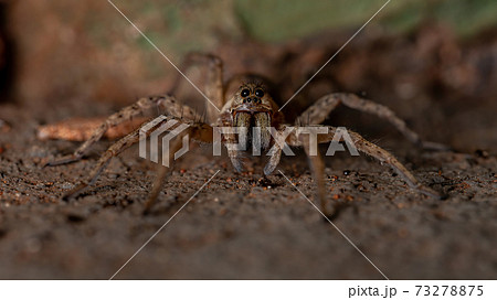 Adult Wolf Spider 73278875