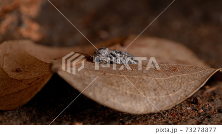 Brazilian Tufted Moth Brazilian Tufted Moth 73278877