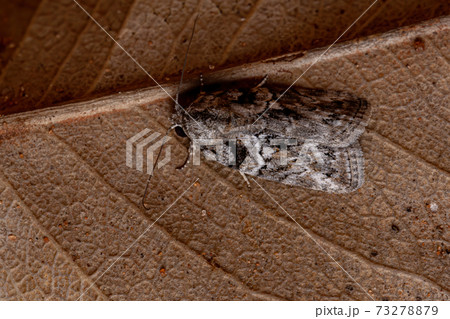 Brazilian Tufted Moth 73278879