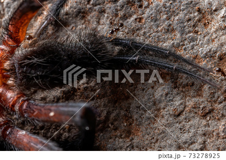 Curtain web Spider 73278925