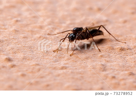 Brazilian Carpenter Ant Brazilian Carpenter Ant 73278952