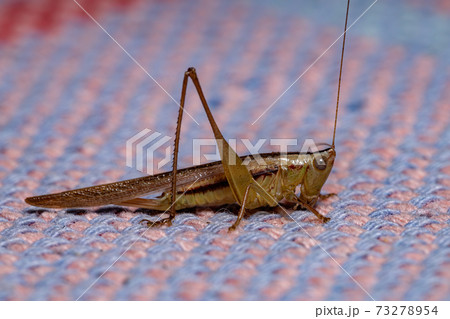 Long-horned Meadow Katydid Long-horned Meadow Katydid 73278954