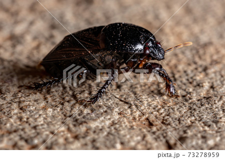 Brazilian Burrowing Bug Brazilian Burrowing Bug 73278959