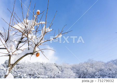 雪をかぶった柿の実 残り柿 雪をかぶった柿の実 残り柿 73279032